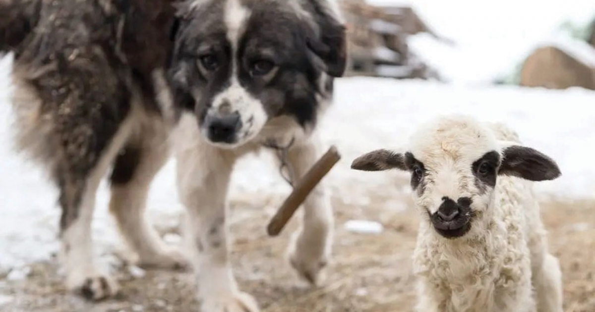 Nem tisztázott a keverék munkakutyák helyzete